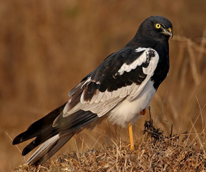 Хулд (Алаг хулд, Саарал цагаан элэгт)